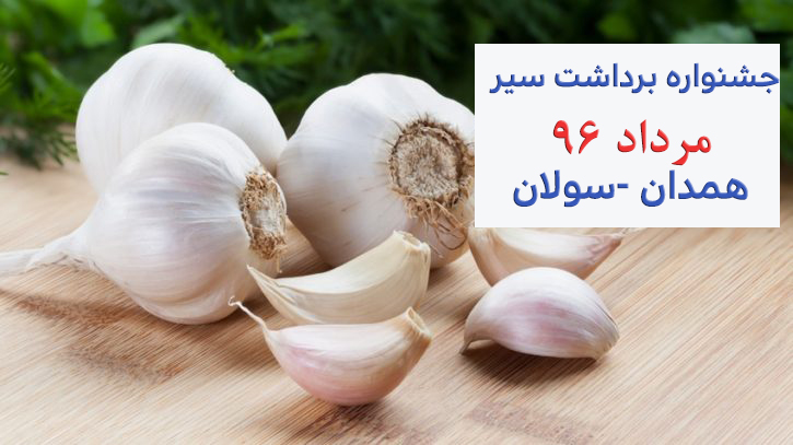 برداشت-سیر-همدان