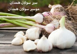 جشنواره سیر 1403 در همدان برگزار می‌شود