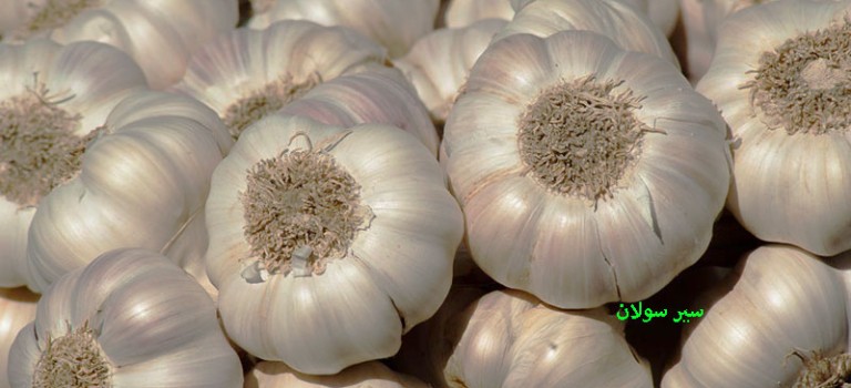 قیمت سیر همدان ۱۴۰۲