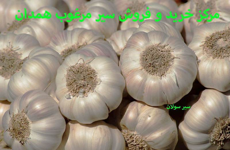 قیمت خرید سیر همدان ۱۴۰۲